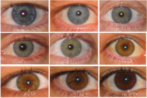Янтарные глаза, которые часто путают с карими глазами, как правило, имеют твердый золотистый или медный цвет без голубых или зеленых пятен, типичных для карих глаз
